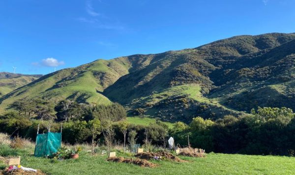 新西兰最环保的下葬方式，100%回归自然