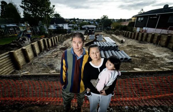 奥克兰华人业主愤怒：50年树墙一夜被毁，开发商称“合法”