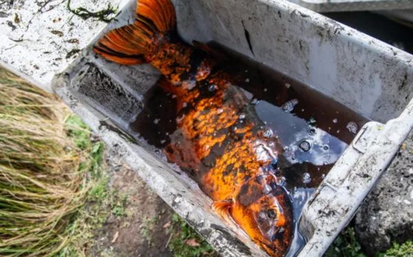 奥克兰这里清理外来物种：“只留新西兰本地品种”