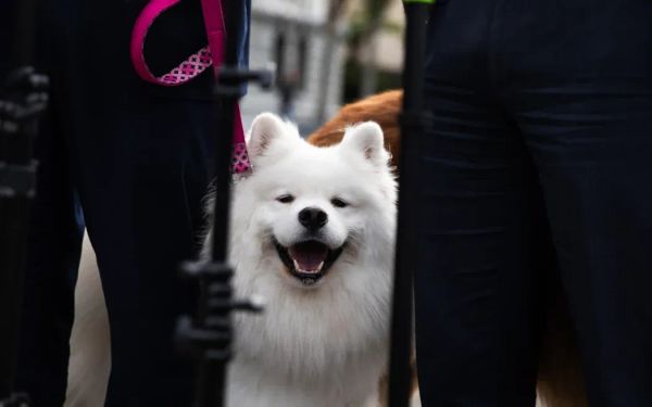 政府拟引入“铲屎官押金”，称将令租房更容易