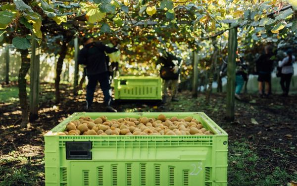 佳沛就品牌假冒包装在中国提起法律诉讼