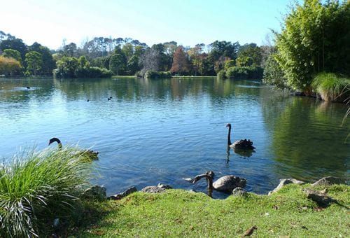 auckland-western-springs