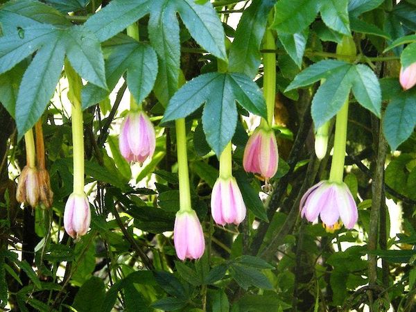 banana-passionfruit-hang-flower