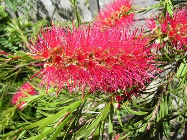 bottlebrush-flower