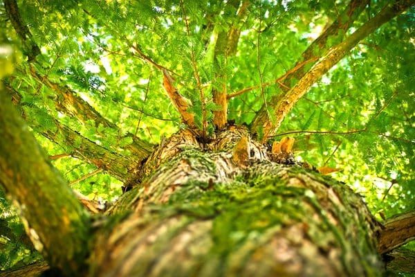 cut-back-branches-or-roots-encroaching-from-neighbour-property