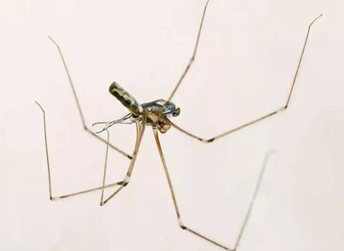 daddy-longlegs-spider