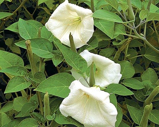 datura-thorn-apple
