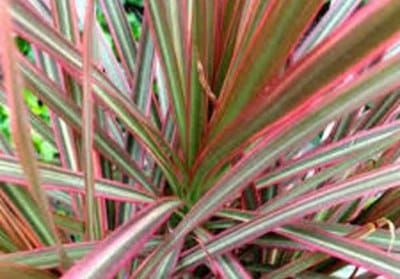 dracaena-marginata