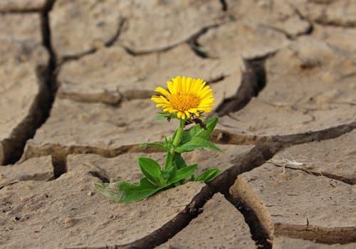 drought-effects-and-nz-drought-history