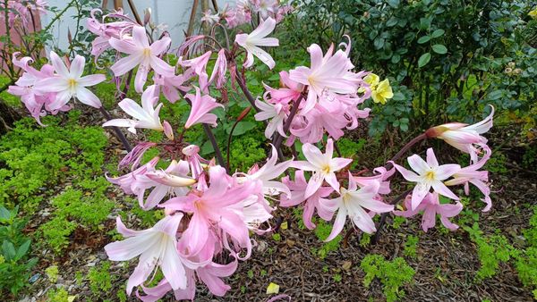 garden-plant-naked-ladies