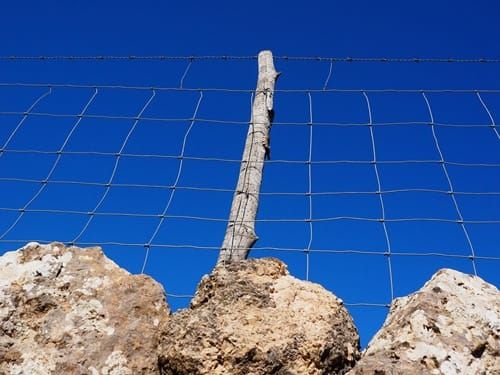 hit-an-animal-on-road