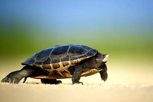 how-long-takes-inz-to-process-work-visa-application