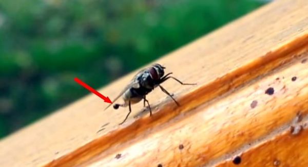 新西兰房子天花板上小小的黑点是什么？