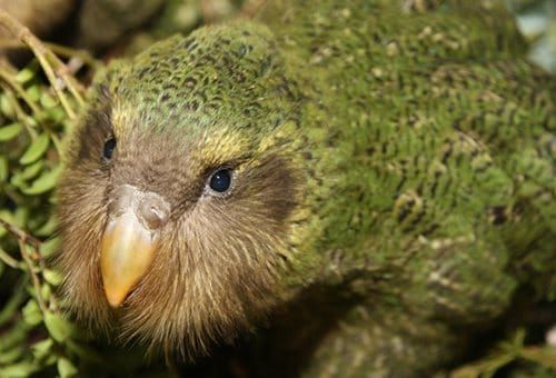 kakapo