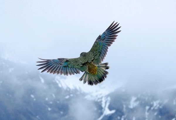 kea