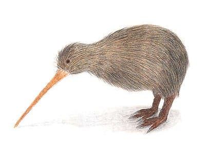 kiwi-bird
