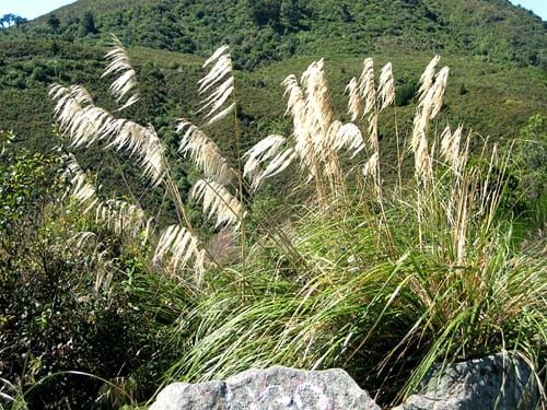 native-grass-toetoe