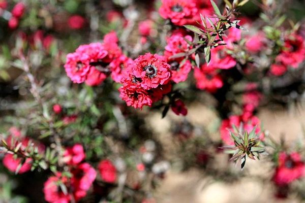 native-tea-tree-hedging-for-garden