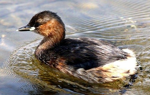new-zealand-dabchick