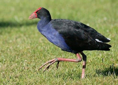 new-zealand-pukeko