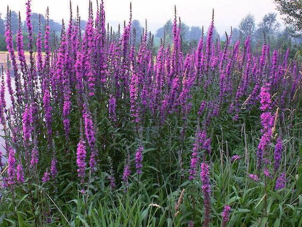 pest-purple-loosestrife