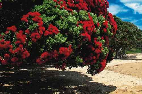 pohutukawa
