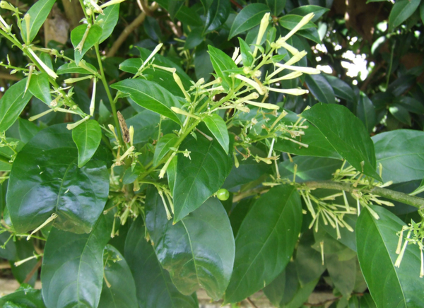 queen-of-the-night-plant