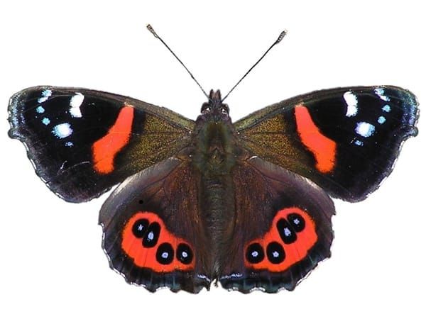 red-admiral-kahukura