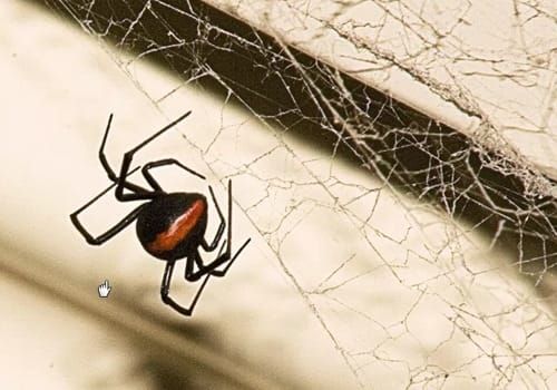 redback-spider
