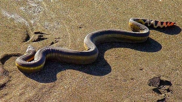 sea-snake