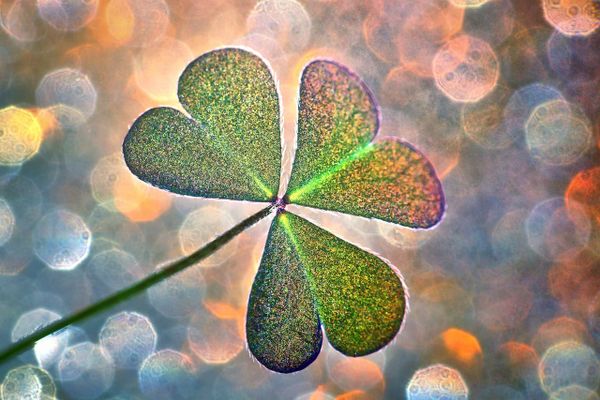 sick-leave-in-annual-leave