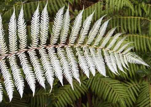 silver_fern