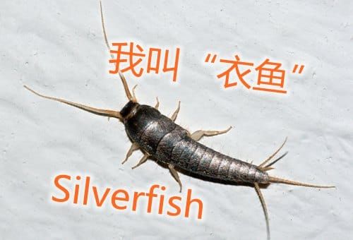 silverfish
