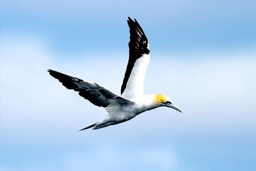 takapu-n-gannet-colonies-in-nz