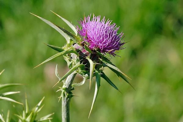 lawn-pest-thistle