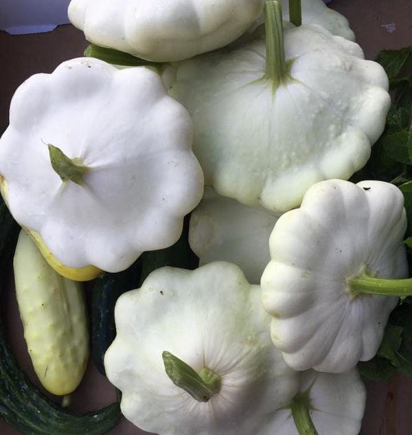 white-patty-pan