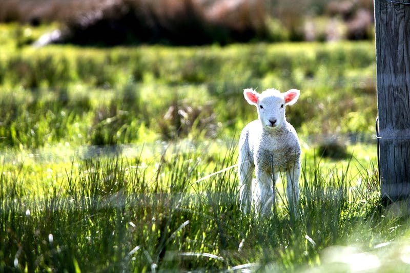 agricultural-production