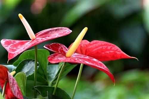 Anthurium-image-01