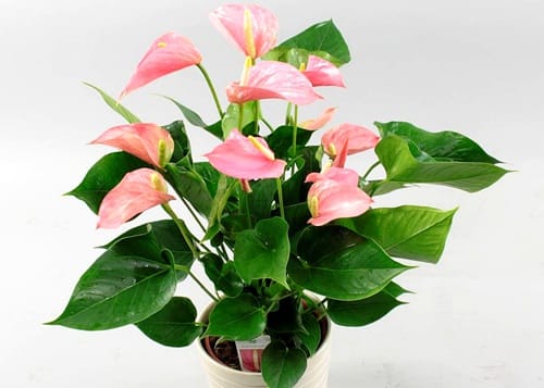 anthurium-image-02