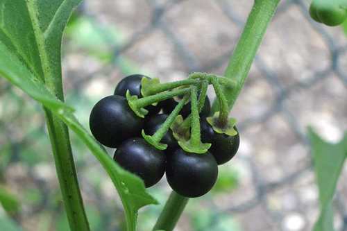 black-nightshade