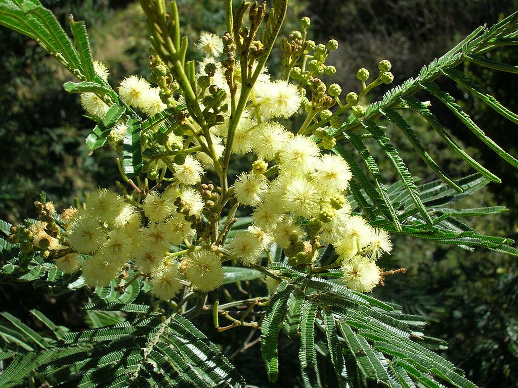 black-wattle