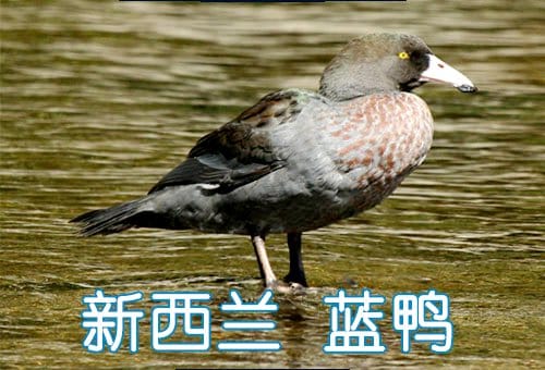 blue-duck-whio