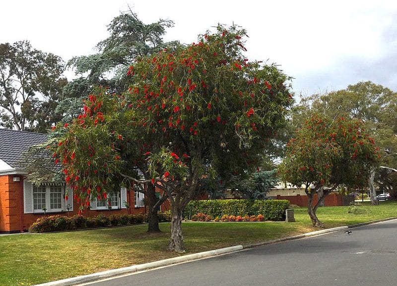bottlebrush-tree