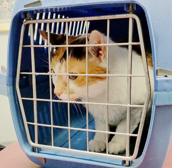 bring-pet-back-to-china