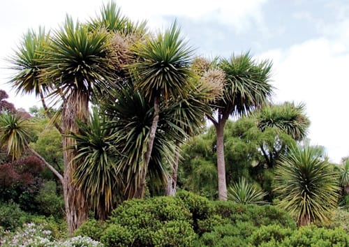 cabbage-tree