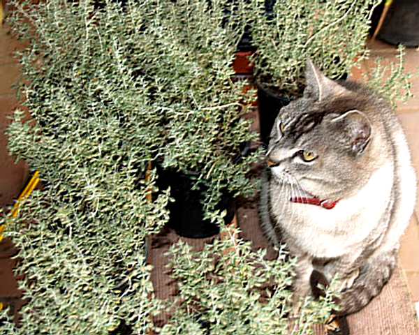 cat-thyme