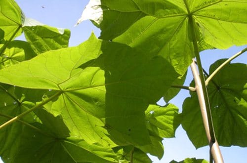 chinese-empress-tree