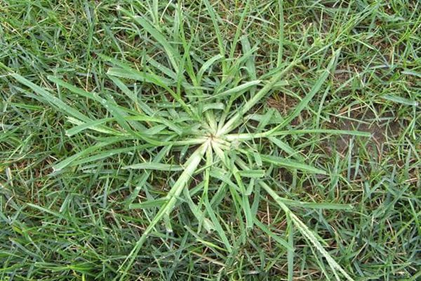 crabgrass-2