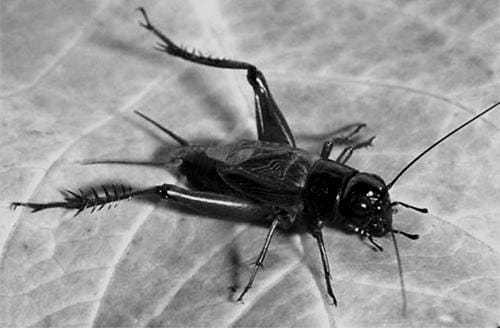 cricket-bite-not-matters