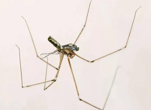 daddy-longlegs-spider